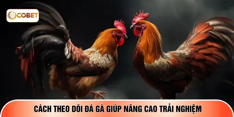 Cách theo dõi đá gà giúp nâng cao trải nghiệm