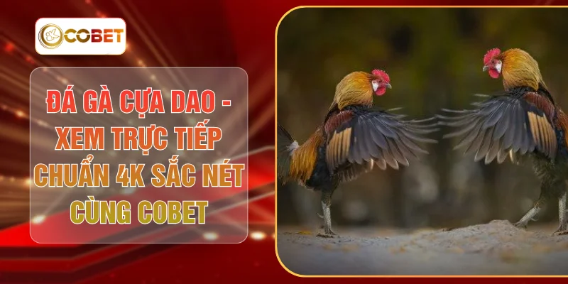 Đá Gà Cựa Dao - Xem Trực Tiếp Chuẩn 4K Sắc Nét Cùng COBET