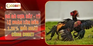 Đá Gà Cựa Sắt - Tỷ Lệ Hoàn Lên Đến 1.25% Mỗi Ngày Cùng COBET