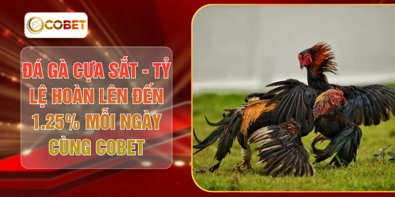Đá Gà Cựa Sắt - Tỷ Lệ Hoàn Lên Đến 1.25% Mỗi Ngày Cùng COBET