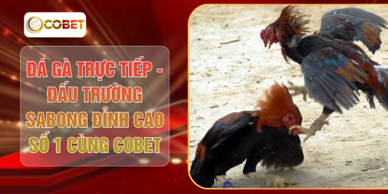 Đá Gà Trực Tiếp - Đấu Trường Sabong Đỉnh Cao Số 1 Cùng COBET