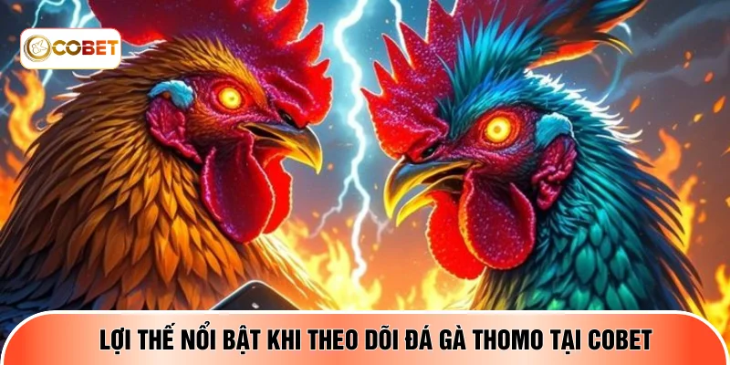 Lợi thế nổi bật khi theo dõi đá gà Thomo tại COBET