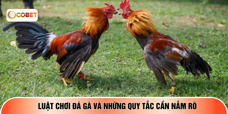 Luật chơi đá gà và những quy tắc cần nắm rõ