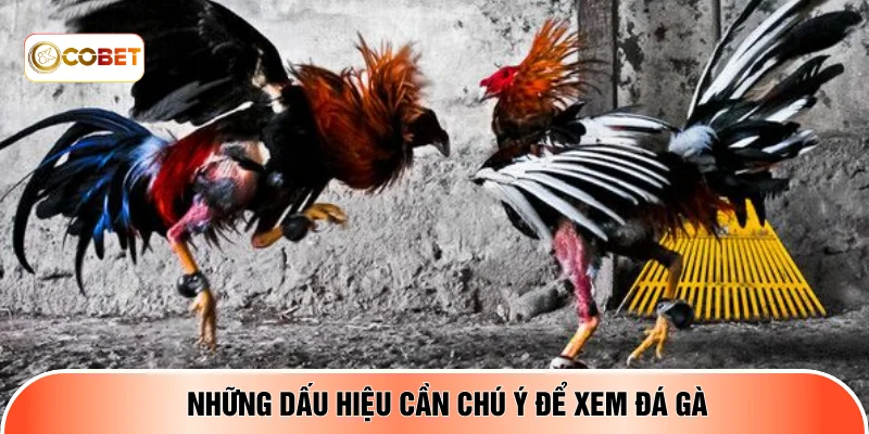 Những dấu hiệu cần chú ý để xem đá gà