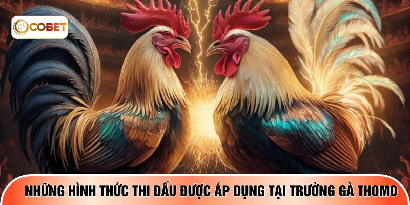Những hình thức thi đấu được áp dụng tại trường gà Thomo