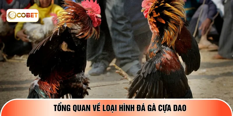 Tổng quan về loại hình đá gà cựa dao
