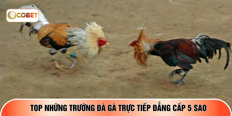 Top những trường đá gà trực tiếp đẳng cấp 5 sao 