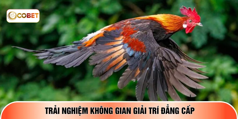 Trải nghiệm không gian giải trí đẳng cấp